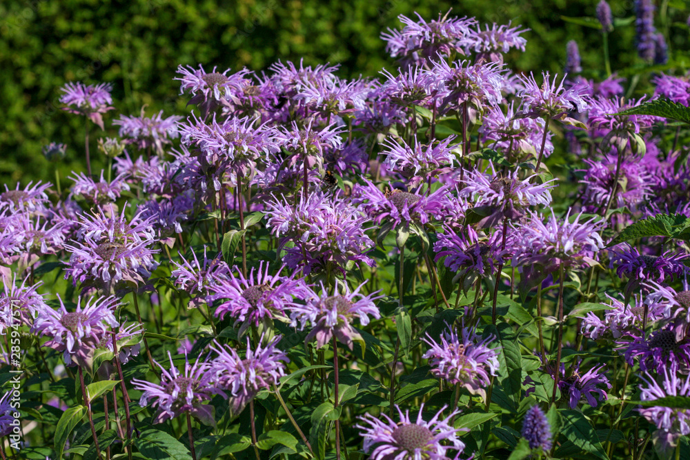 beautiful flowers in nature in the botanical garden beautiful flowers in nature in the botanical garden