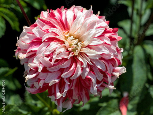 beautiful flowers in nature in the botanical garden