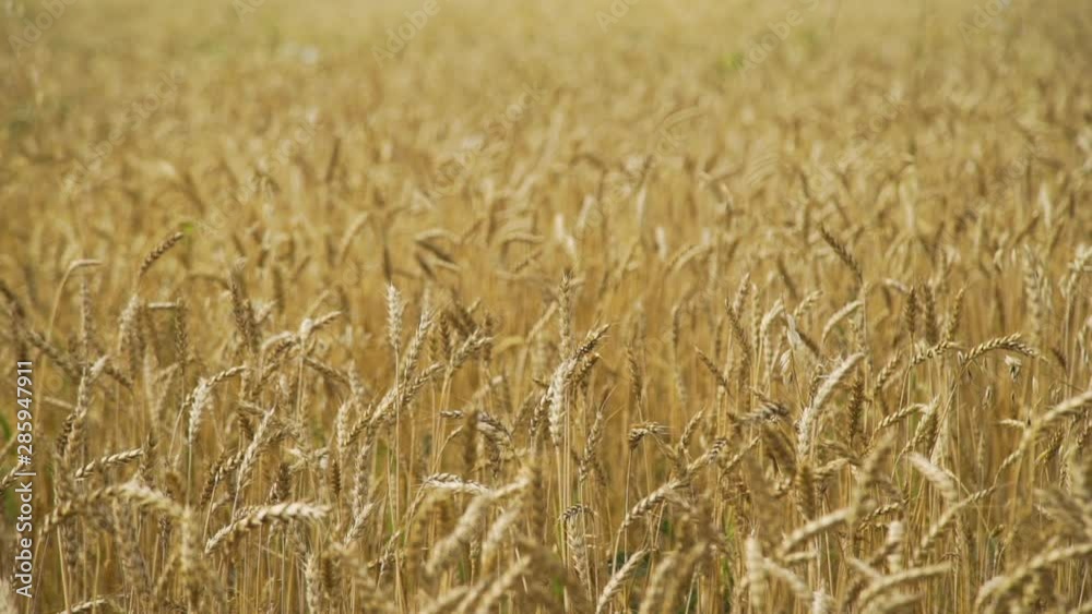 Golden Wheat Ears Waving on the Wind. Concept of Organic farming, Harvest time, Enjoying Nature and Agriculture Golden Wheat Ears Waving on the Wind. Concept of Organic farming, Harvest time, Enjoying Nature and Agriculture