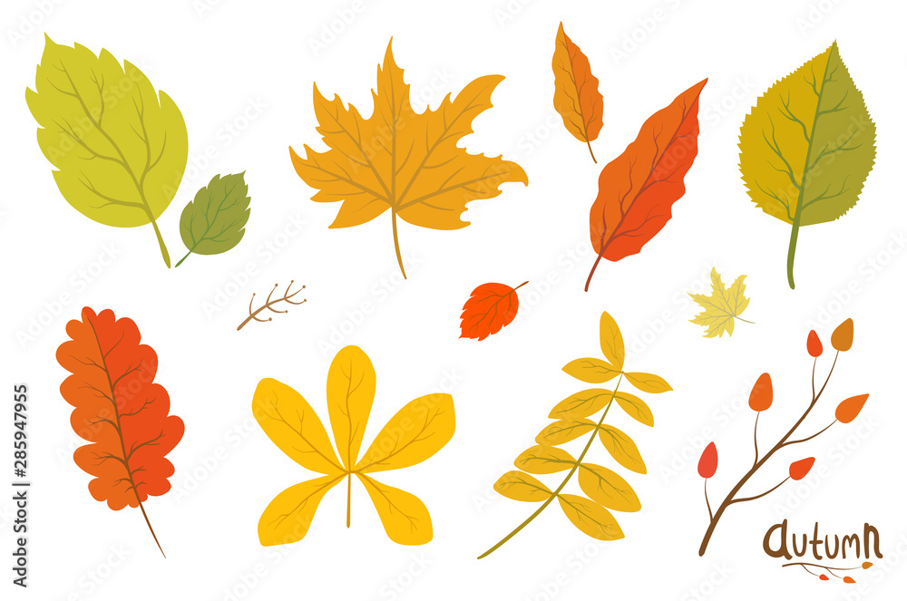 Autumn Leaves Set Isolated Vector Illustration