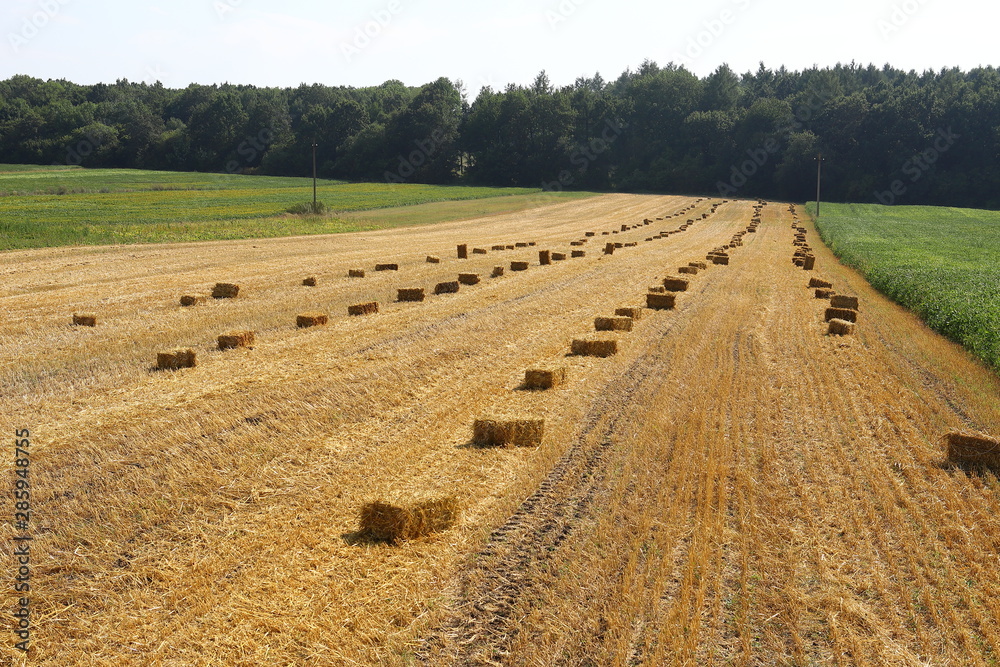 Straw bales on the field, bales of cubic rectangular bales after harvesting wheat, rye, barley against cloudy sky, agricultural agronomy concept