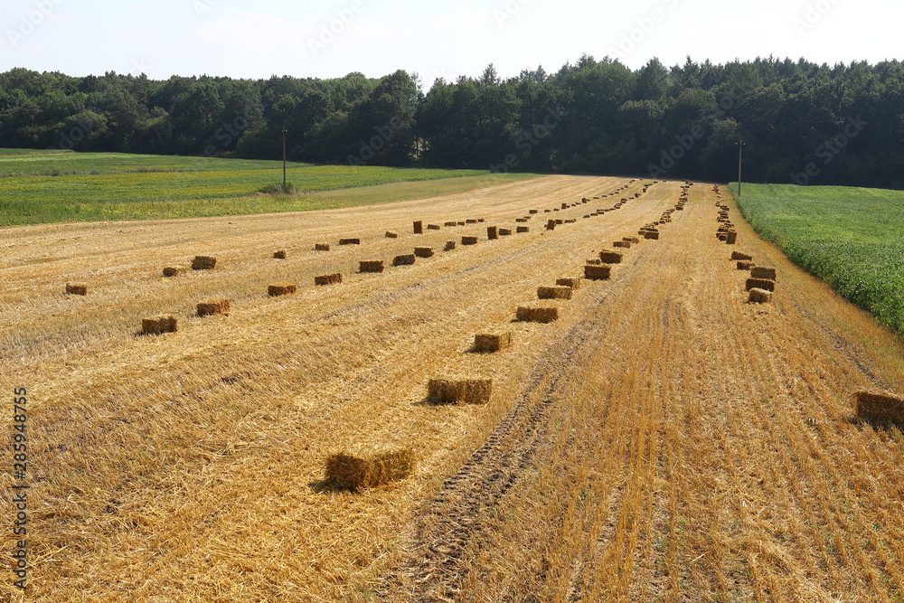 Obraz premium Straw bales on the field, bales of cubic rectangular bales after harvesting wheat, rye, barley against cloudy sky, agricultural agronomy concept
