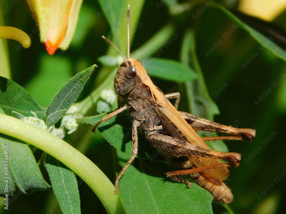 Macro of a little brown cricket sitting on a green leaf. Macro of a little brown cricket sitting on a green leaf.
