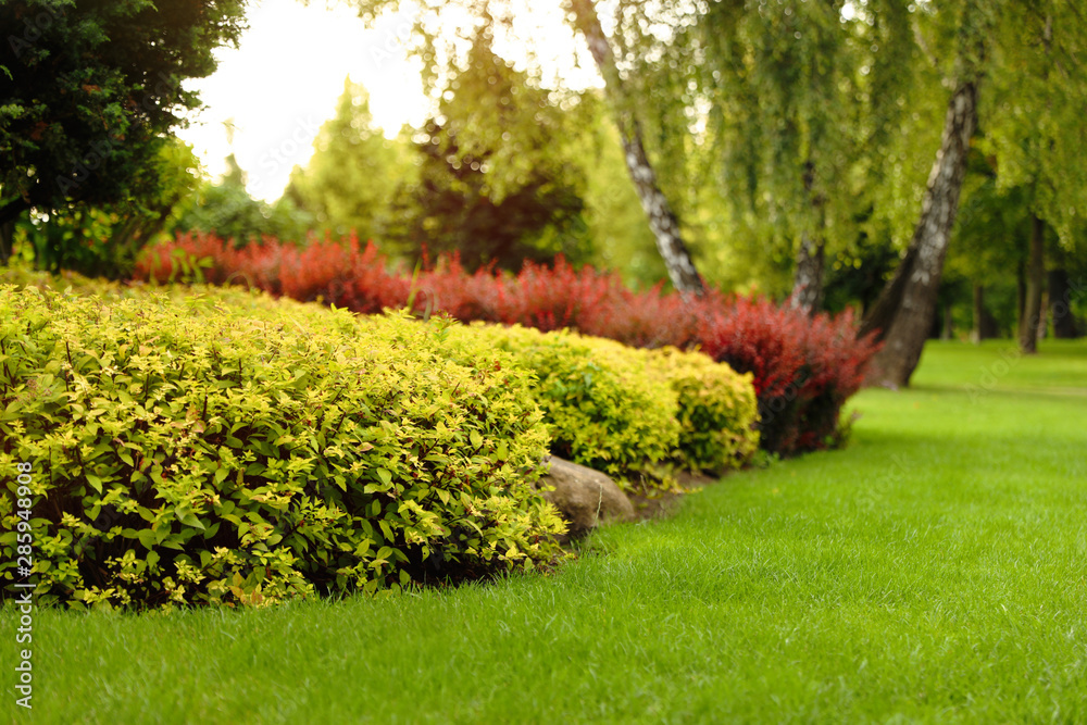 Obraz premium Picturesque landscape with beautiful green lawn on sunny day. Gardening idea