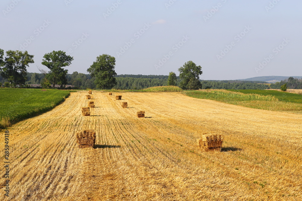 Straw bales on the field, bales of cubic rectangular bales after harvesting wheat, rye, barley against cloudy sky, agricultural agronomy concept