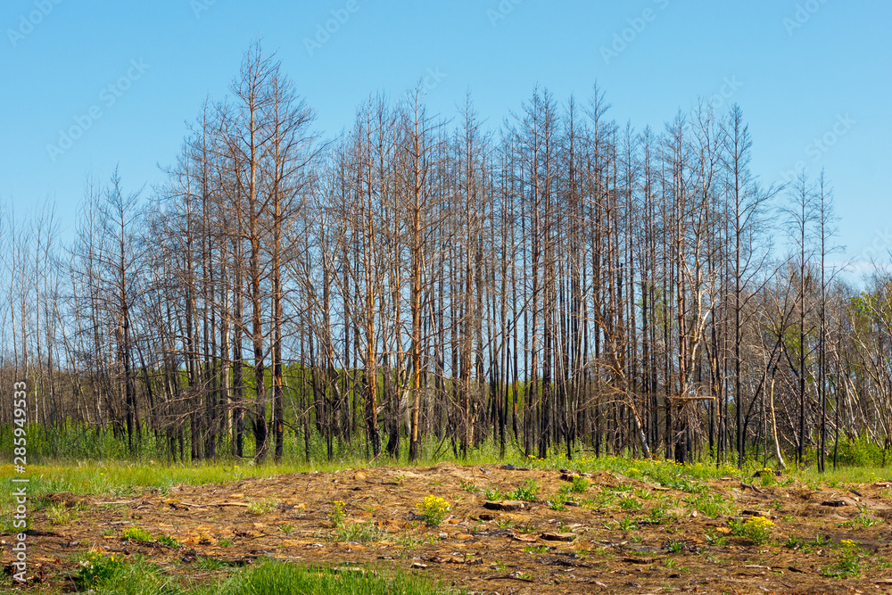 The dead pine forest after last year wildfire in sunny day The dead pine forest after last year wildfire in sunny day