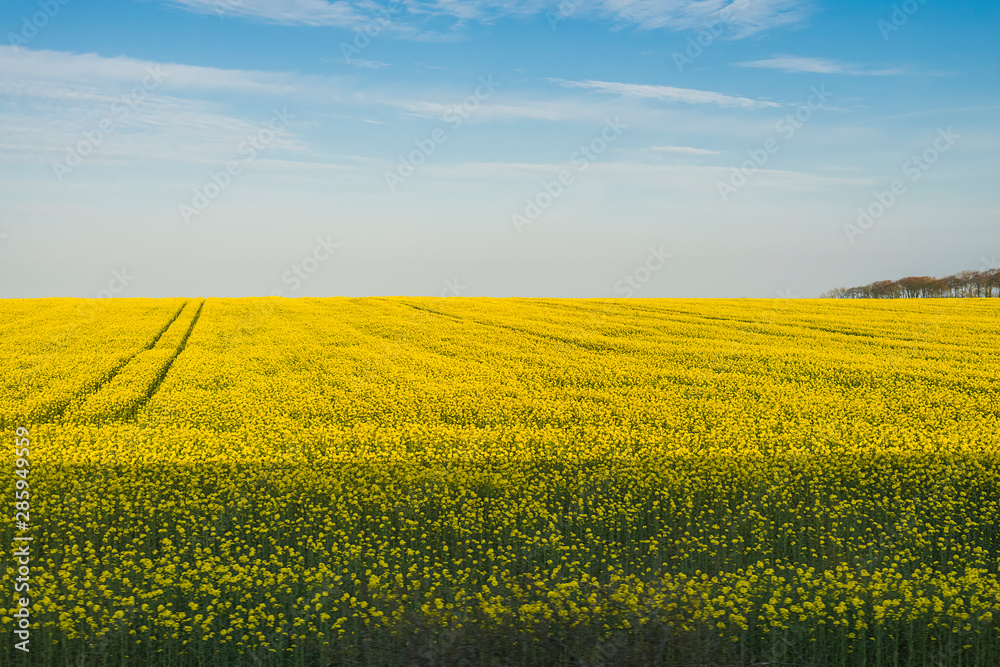 Obraz premium Yellow mustard field in Europe.