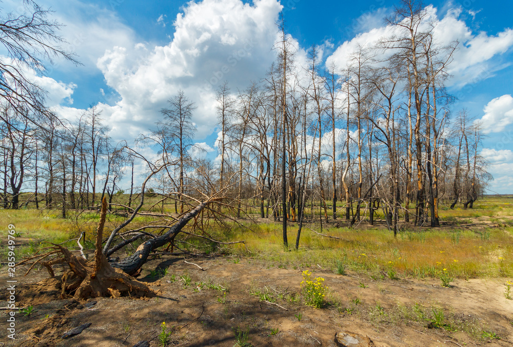 The dead pine forest after last year wildfire