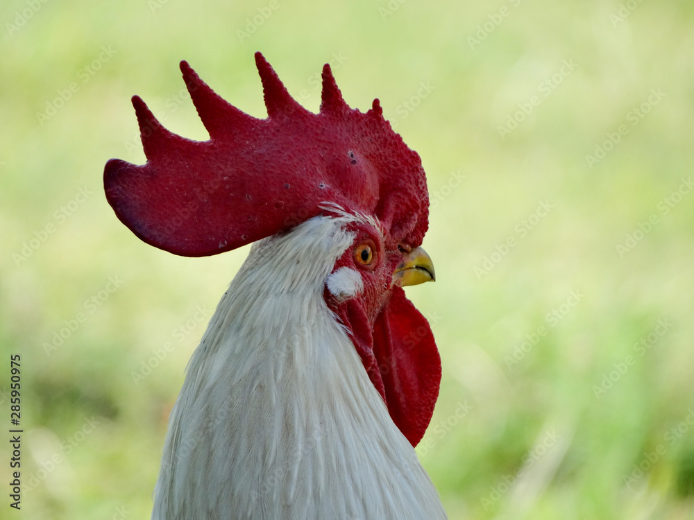 Rooster with a red comb