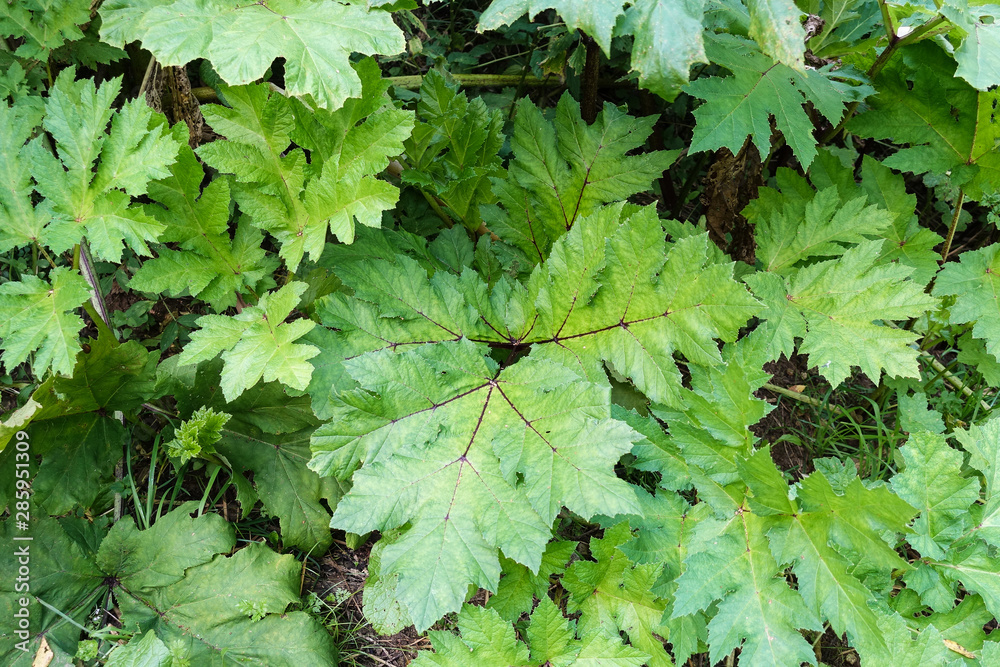 Hogweed leaves. Dangerous poisonous plant. Top view. Natural background Hogweed leaves. Dangerous poisonous plant. Top view. Natural background