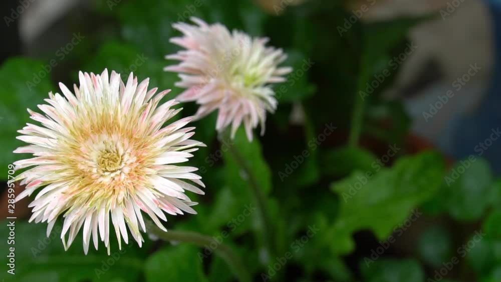 Slow motion of Gerbera flowers white and pink after rainy. With natural green background images. Slow motion of Gerbera flowers white and pink after rainy. With natural green background images.
