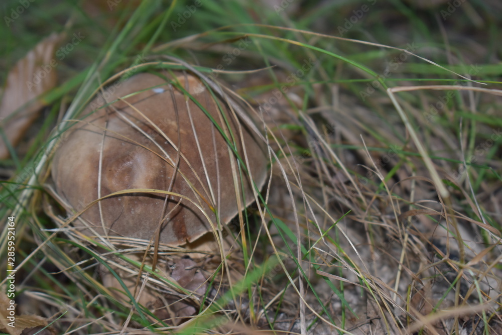 mushrooms in the grass mushrooms in the grass
