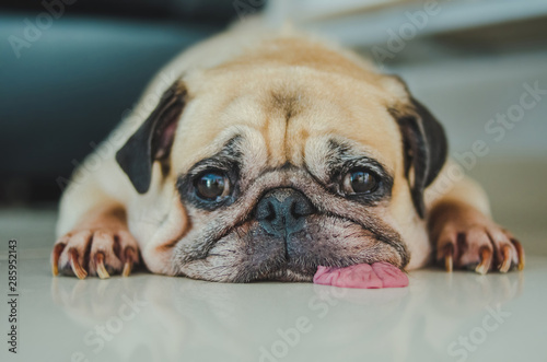Fototapeta Naklejka Na Ścianę i Meble -  Funny Sleepy Pug Dog with gum in the eye sleep rest on floor.