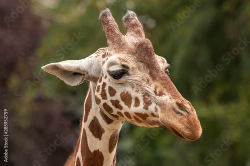 portrait of a giraffe, close up, background © SN