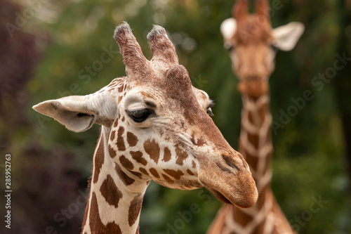 Portrait of a giraffe, close up,  © SN