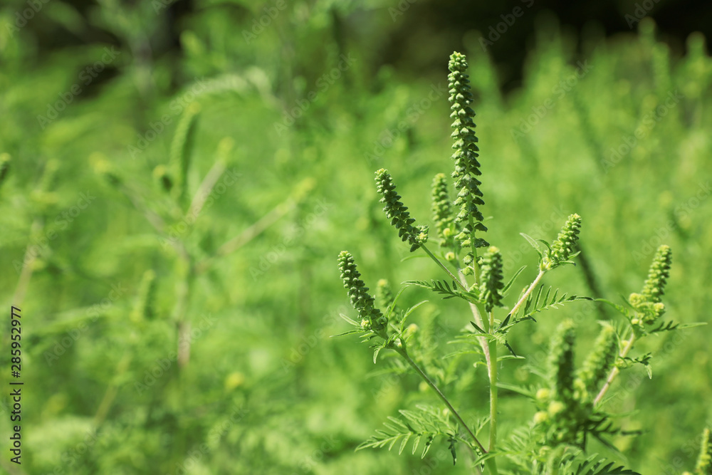 Blooming ragweed plant (Ambrosia genus) outdoors, space for text. Seasonal allergy