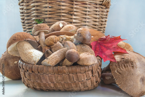 Beautiful harvest of mushrooms or porcini mushrooms