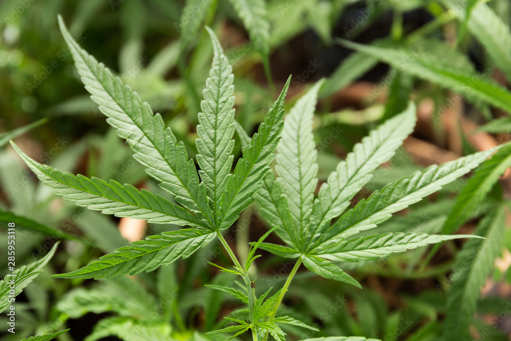 The Cannabis plant, Ganja The Cannabis plant, Ganja