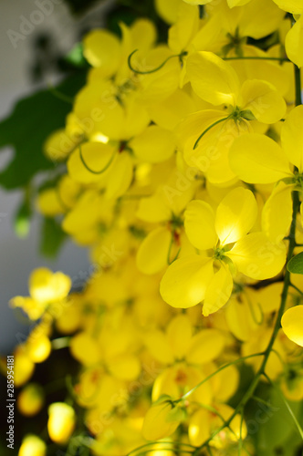 黄色いゴールデンシャワーの花