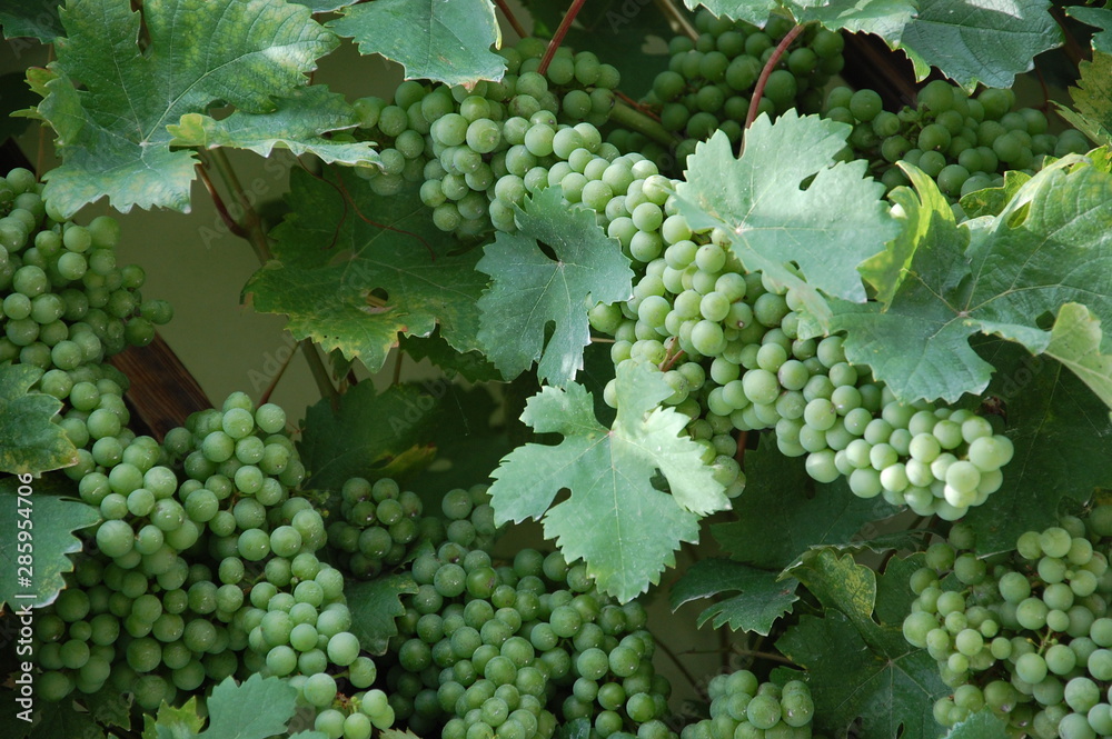 Closeup of wine Closeup of wine