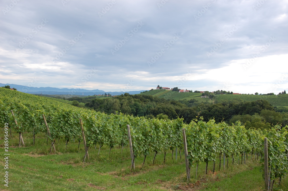 Romantic landscape and vineyards in slovenia