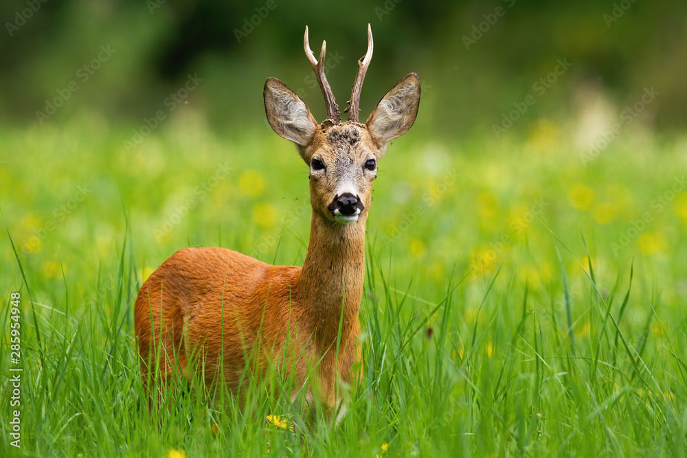 Roe deer, capreolus capreolus, buck facing camera standing in tall green grass with blooming yellow wildflowers in background. Wild deer animal with antlers in fresh summer nature. Roe deer, capreolus capreolus, buck facing camera standing in tall green grass with blooming yellow wildflowers in background. Wild deer animal with antlers in fresh summer nature.