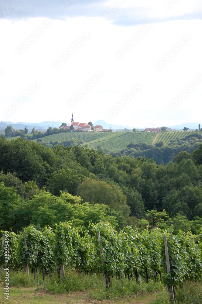 Romantic landscape and vineyards in slovenia