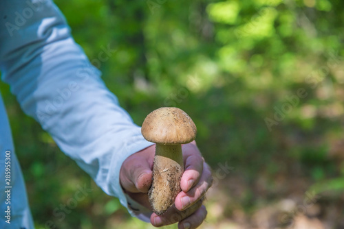 Beautiful porcini mushroom or cep in the men's hand