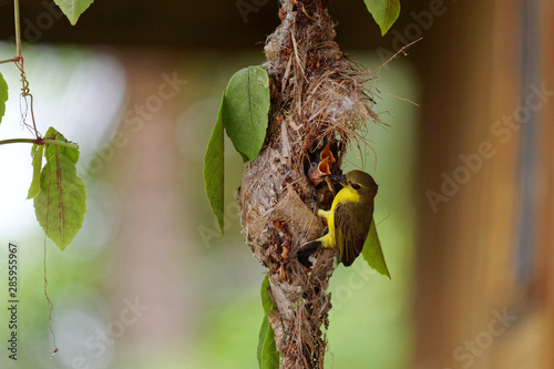 Two young Tailorbird wait for food from her mother photo