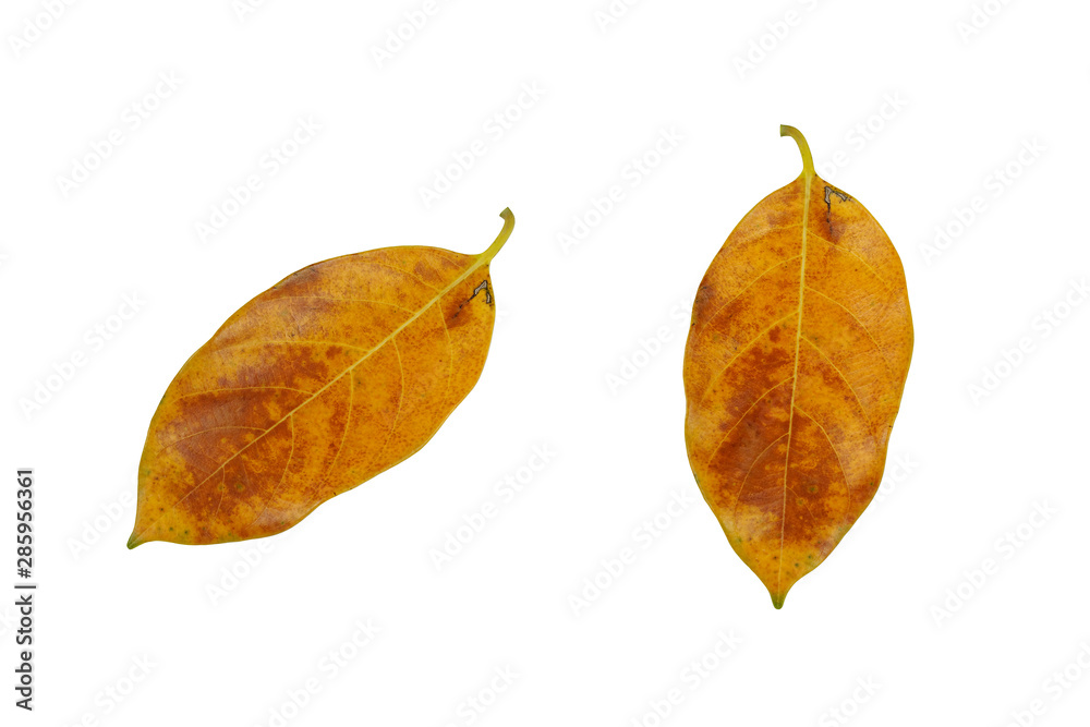 Fototapeta premium Brown leaf isolated on white background (jackfruit leaves)