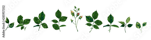 Collection of roses greenery leaves plant herbs spring flora