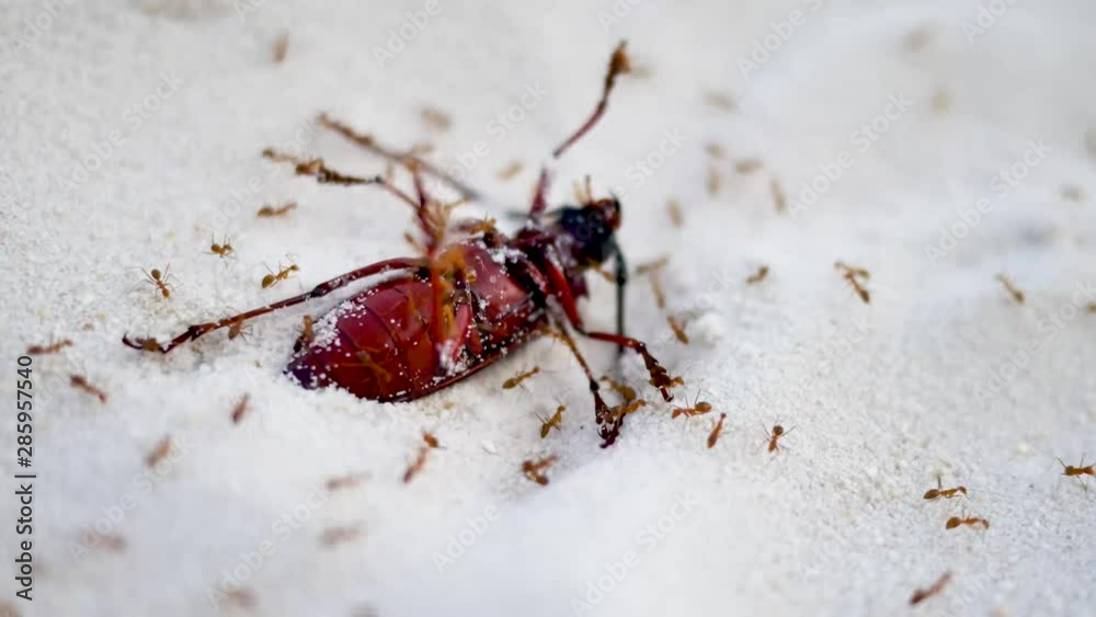 Red ants killing big insect on the white sand | Deadly nature