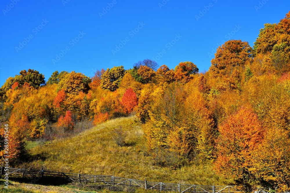 hill with yellowed trees