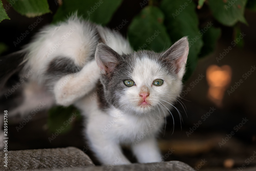 Lonely homeless kitten scratches ear. Stray cat with green eyes on the rustic street. Wild cat outdoor. Main focus on the eyes and animal forehead. Close up.