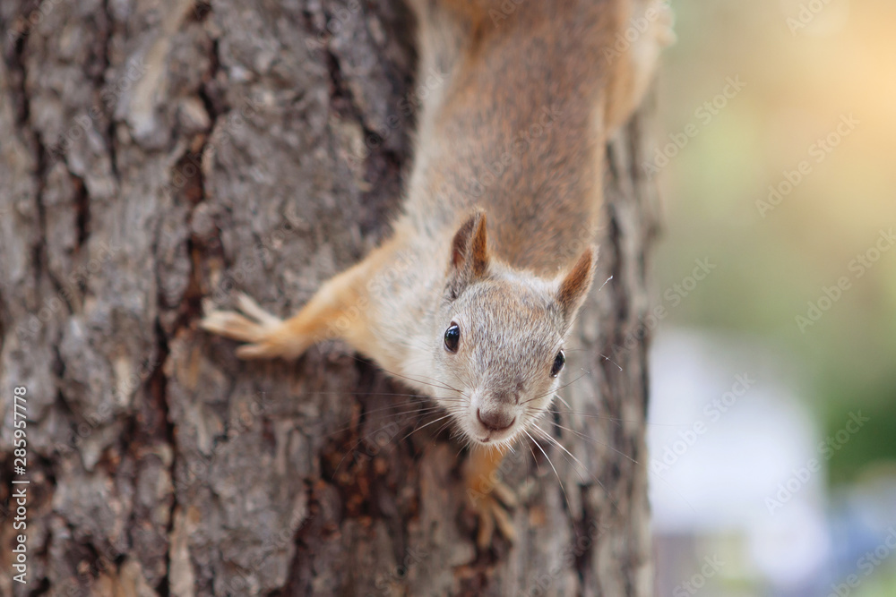 Squirrel on a tree looks upside down at the camera. Squirrel on a tree looks upside down at the camera.