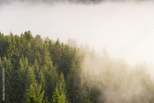 Trees in morning fog. View of foggy forest.