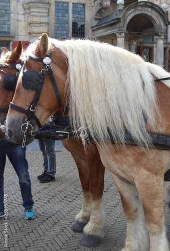 Cavallo photo