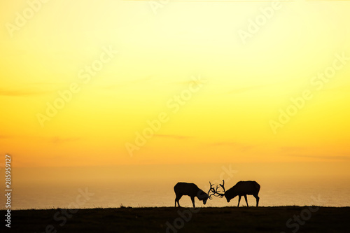 silhouette of deer on beautiful sky background