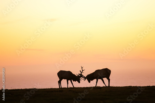 silhouette of deer on beautiful sky background © Maygutyak