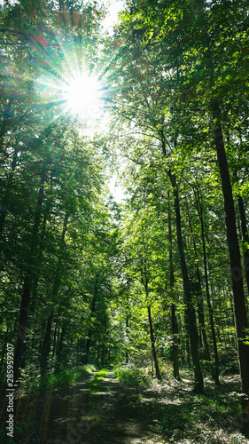Fototapeta Naklejka Na Ścianę i Meble -  Green forest nature with sun light 