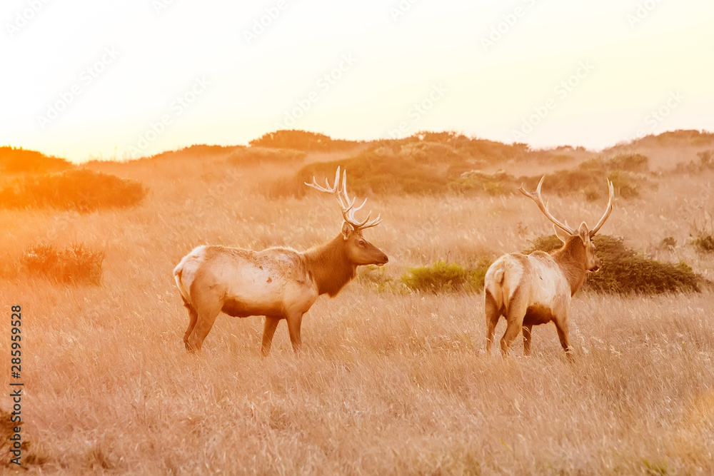 silhouette of deer on beautiful sky background silhouette of deer on beautiful sky background
