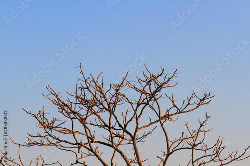Sunlight shining to dried branches with blue sky on mountain