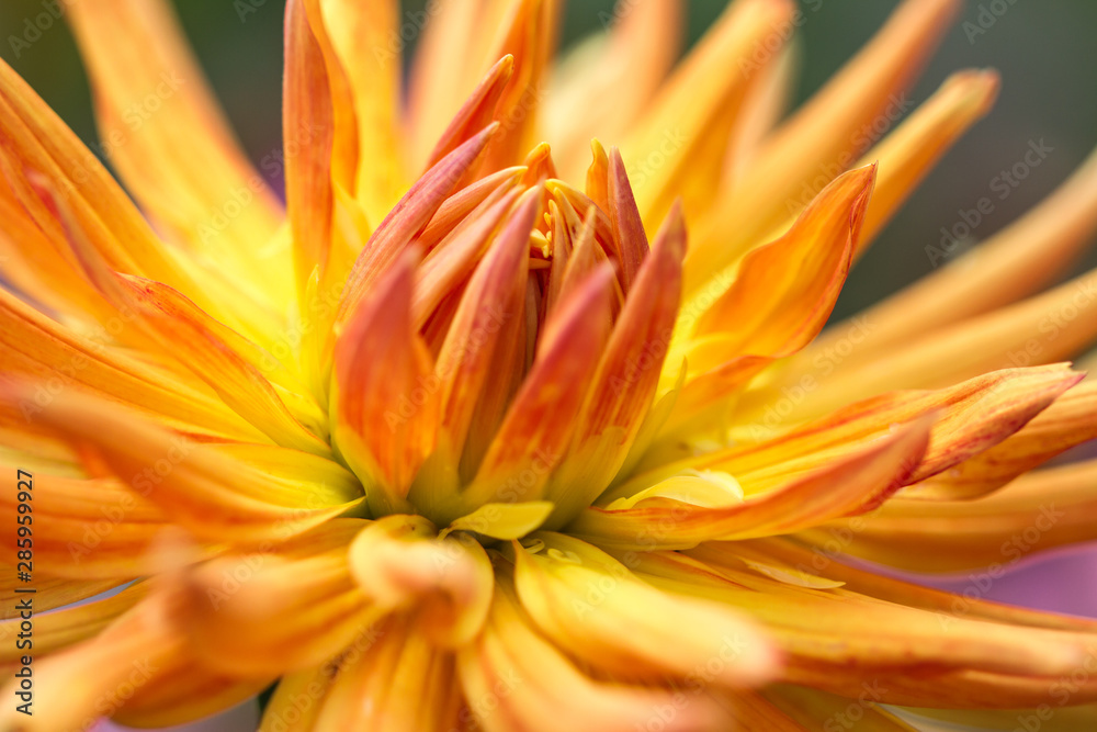 Blossom of a dahlia in yellow, orange and red in full bloom Blossom of a dahlia in yellow, orange and red in full bloom