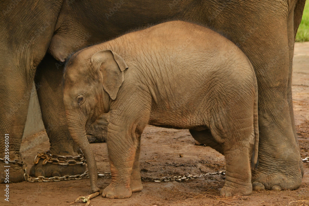 Fototapeta premium Portrait Of Baby Elephant