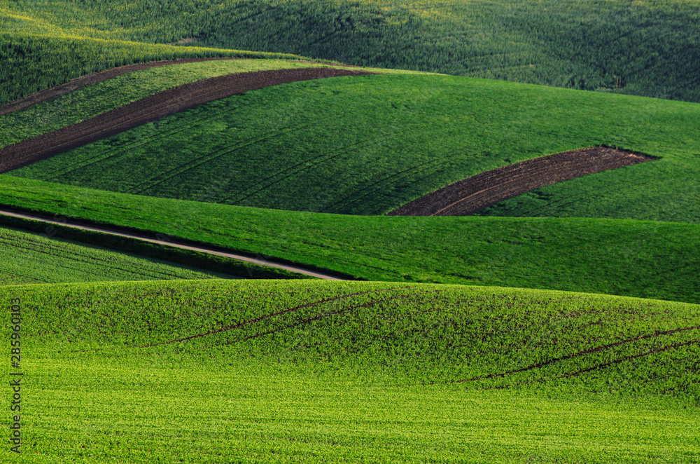 Green grass field background Green grass field background