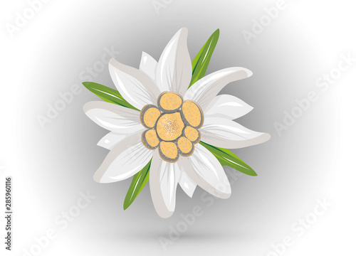 Edelweiß Blüte