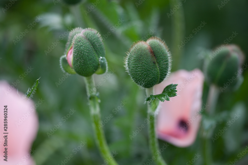 close-up of poppy buds with pink petals close-up of poppy buds with pink petals