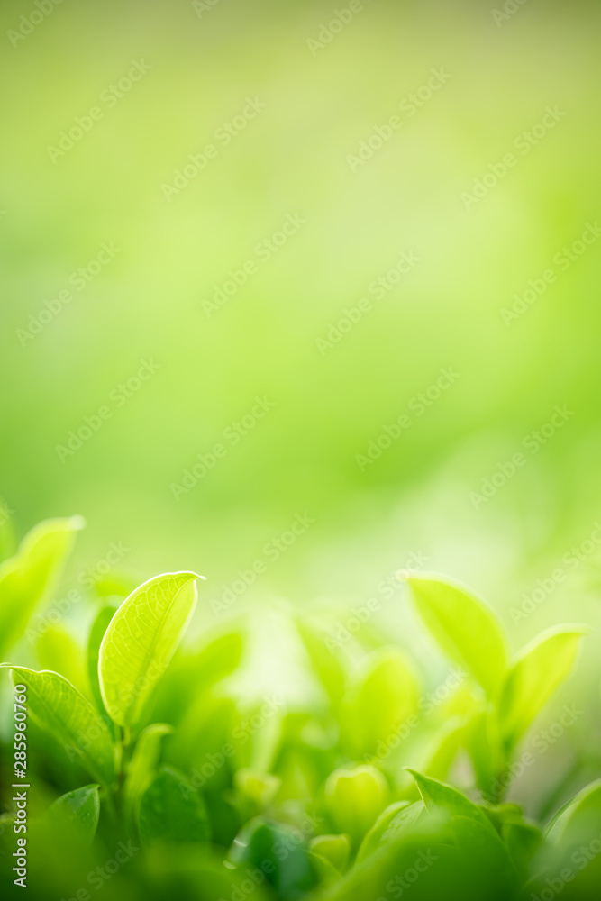Nature of green leaf in garden at summer. Natural green leaves plants using as spring background cover page greenery environment ecology wallpaper Nature of green leaf in garden at summer. Natural green leaves plants using as spring background cover page greenery environment ecology wallpaper