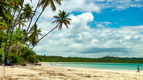 coconut palm tree caeira beach at boipeba bahia brazil oct 18 photo