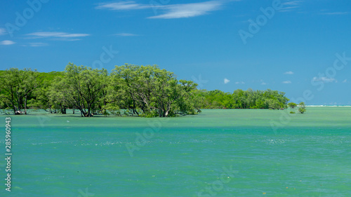 mangroove at boipeba bahia brazil oct 18 © Angelo
